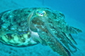   Cuttelfish  